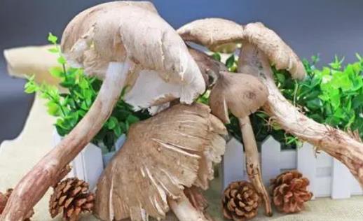 雞樅菌有毒嗎?孕婦可以吃雞樅菌嗎?