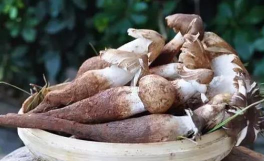 糖尿病患者可以吃雞樅菌嗎?吃雞樅菌有哪些好處?