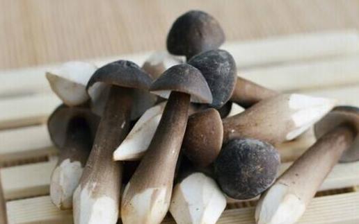 糖尿病患者可以吃雞樅菌嗎?吃雞樅菌有哪些好處?