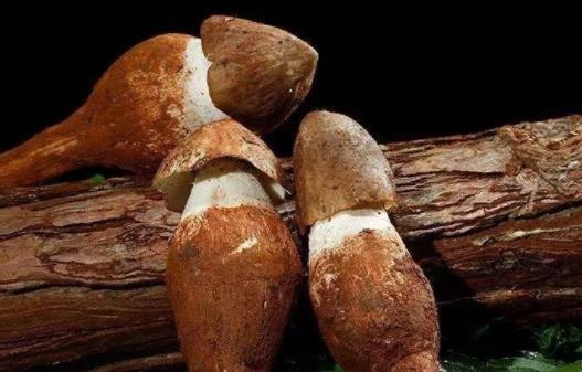 糖尿病患者可以吃雞樅菌嗎?吃雞樅菌有哪些好處?