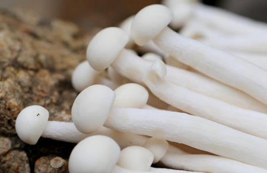 痛風(fēng)患者可以吃白玉菇嗎?哪些人不宜吃白玉菇?