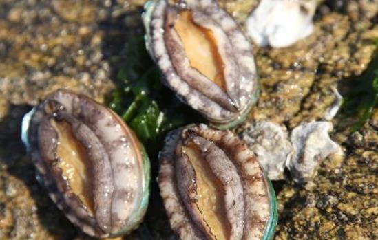 鮑魚(yú)有毒嗎?鮑魚(yú)在冰箱里可以保存多久?
