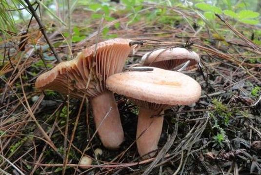 野生菌中毒一般多久出現(xiàn)癥狀?吃野生菌喝酒會不會中毒?