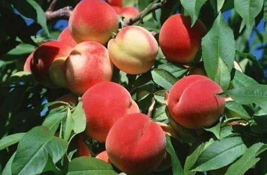 正常桃子里面是什么顏色的?桃子里面為什么有有膠狀物質(zhì)?