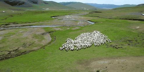錫林郭勒在自治區(qū)首府向您發(fā)布:“中國生態(tài)羊都”即將命名!