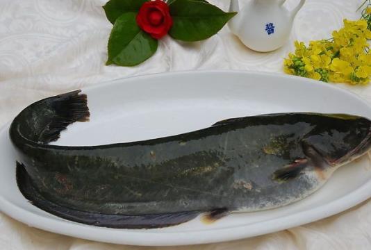 孕婦可以吃鯰魚嗎?吃鯰魚對(duì)身體有哪些好處?