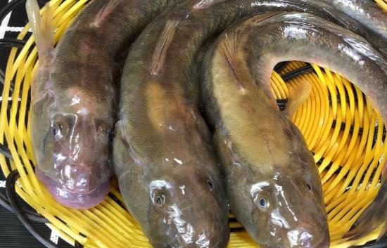 鯰魚(yú)的哪些部位不能吃?哪些人不宜吃鯰魚(yú)?