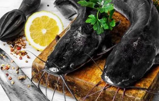 鯰魚(yú)的哪些部位不能吃?哪些人不宜吃鯰魚(yú)?