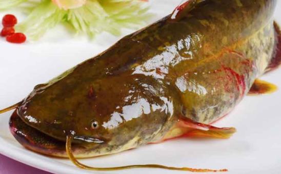 孕婦可以吃鯰魚嗎?吃鯰魚對(duì)身體有哪些好處?