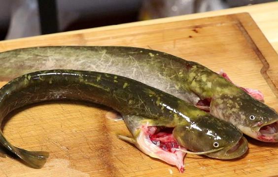 孕婦可以吃鯰魚嗎?吃鯰魚對(duì)身體有哪些好處?