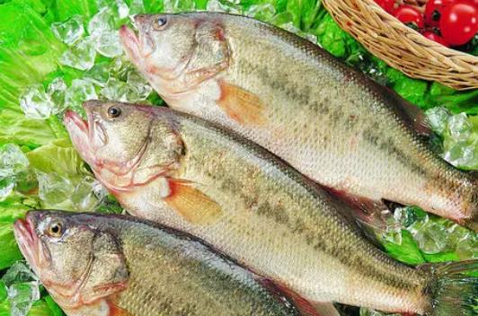 鱸魚(yú)屬于發(fā)物嗎?小孩子可以吃鱸魚(yú)籽嗎?