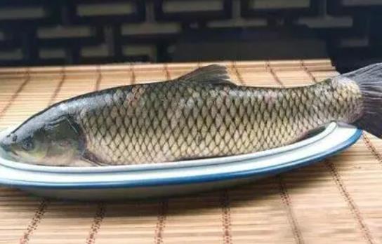 經(jīng)期可以吃草魚嗎?吃草魚可以吃柿子嗎?