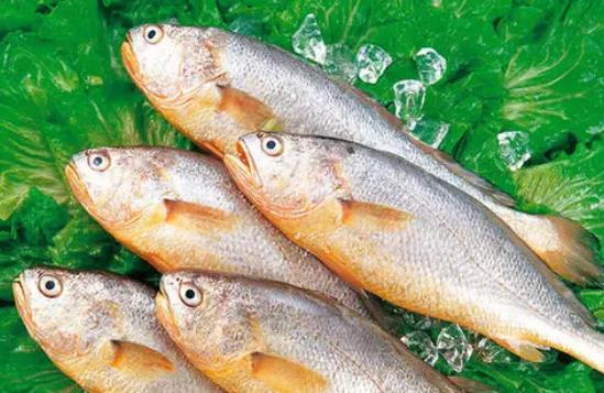 經(jīng)期可以吃黃花魚嗎?黃花魚不黃正常嗎?