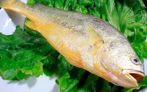 經(jīng)期可以吃黃花魚嗎?黃花魚不黃正常嗎?
