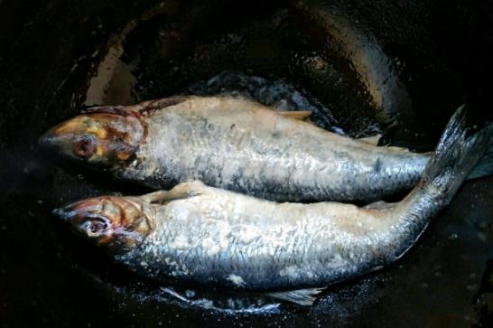 糖尿病患者可以吃青魚嗎?怎么挑選青魚?