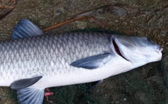 孕婦可以吃青魚嗎?吃青魚有哪些好處?