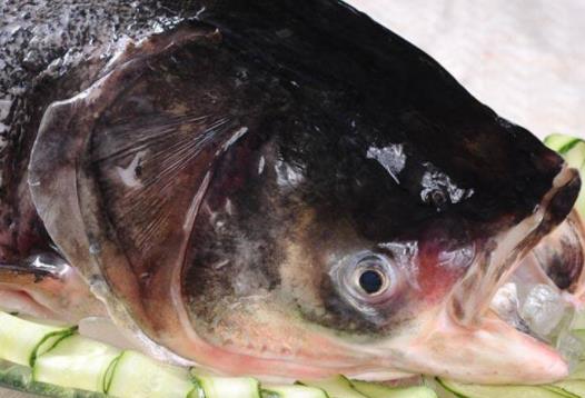 孕婦可以吃胖頭魚(yú)?吃胖頭魚(yú)有哪些好處?
