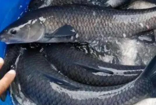 孕婦可以吃青魚嗎?吃青魚有哪些好處?