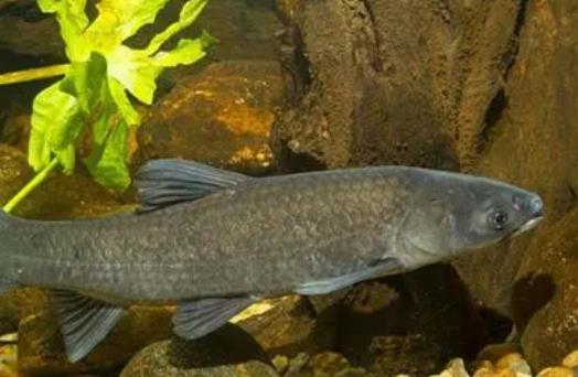 經(jīng)期可以吃青魚嗎?青魚是什么魚?