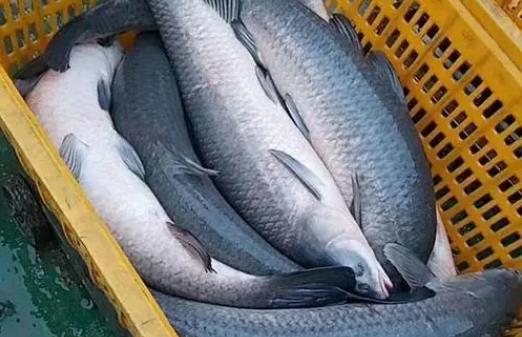 孕婦可以吃青魚嗎?吃青魚有哪些好處?