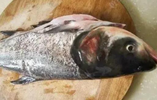 蕁麻疹患者可以吃胖頭魚嗎?胖頭魚有哪些營養(yǎng)價值?