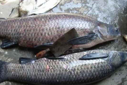 經(jīng)期可以吃青魚嗎?青魚是什么魚?