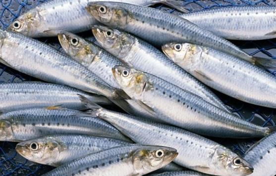小孩可以吃沙丁魚(yú)嗎?怎么選購(gòu)沙丁魚(yú)?