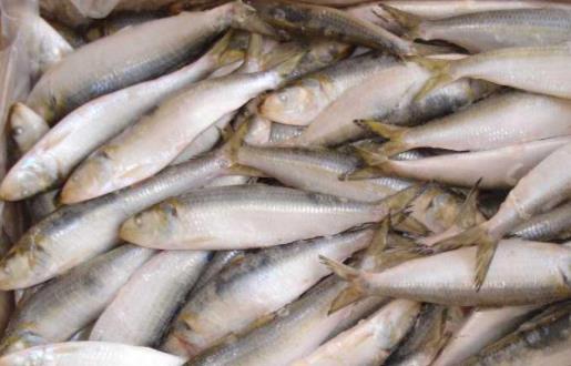 痛風(fēng)患者可以吃沙丁魚嗎?沙丁魚不宜與哪些食物一起吃?