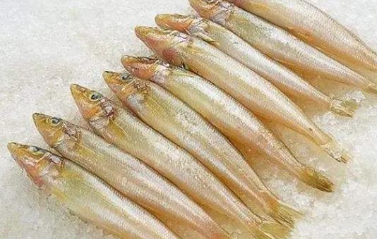 小孩可以吃沙丁魚(yú)嗎?怎么選購(gòu)沙丁魚(yú)?