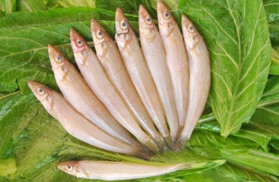 小孩可以吃沙尖魚(yú)嗎?哪些人不宜吃沙尖魚(yú)?
