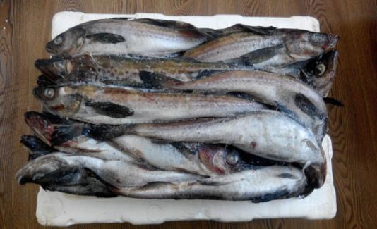 孕婦可以吃明太魚嗎?吃明太魚有哪些功效?