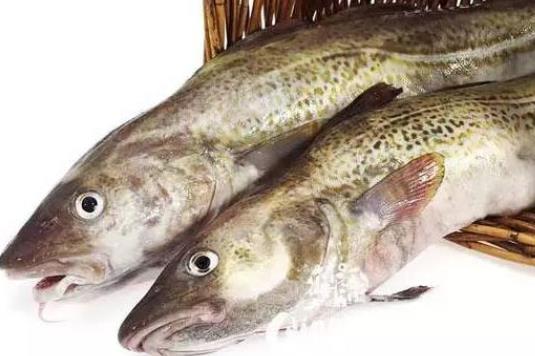 明太魚是什么魚?寶寶可以吃明太魚嗎?