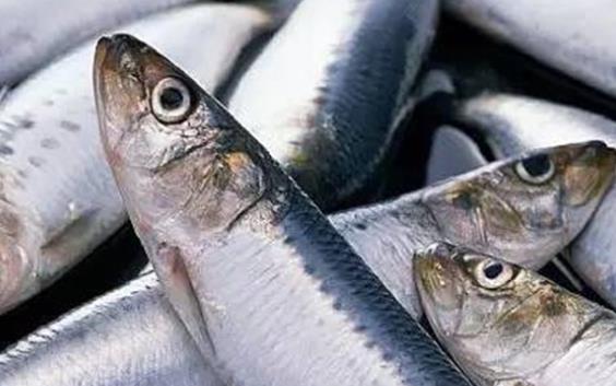 明太魚是什么魚?寶寶可以吃明太魚嗎?