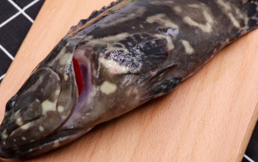 孕婦可以吃石斑魚嗎?孕婦吃石斑魚有哪些好處?
