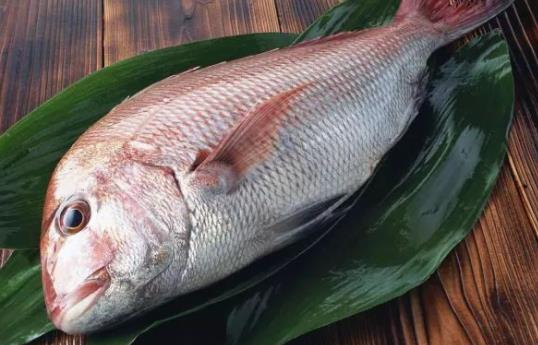 孕婦可以吃加吉魚嗎?加吉魚有哪些營養(yǎng)價(jià)值?