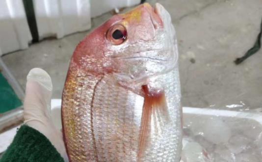 孕婦可以吃加吉魚嗎?加吉魚有哪些營養(yǎng)價(jià)值?