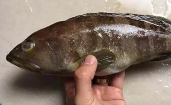 寶寶可以吃石斑魚嗎?多大的寶寶可以吃石斑魚?