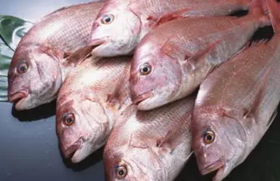 孕婦可以吃加吉魚嗎?加吉魚有哪些營養(yǎng)價(jià)值?