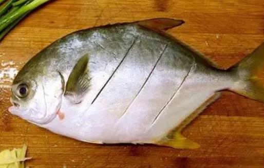 孕婦可以吃金鯧魚嗎?金鯧魚有哪些價值?