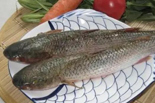 寶寶可以吃馬鮫魚嗎?吃馬鮫魚有哪些好處?