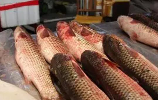 產(chǎn)婦可以吃梭魚嗎?梭魚的那個部位有毒?