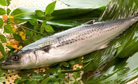 糖尿病患者可以吃馬鮫魚嗎?馬鮫魚有哪些營養(yǎng)價值?