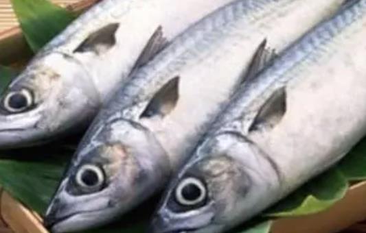 哪些人不宜吃馬鮫魚?吃馬鮫魚有哪些好處?
