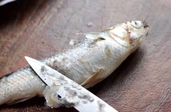 寶寶可以吃馬鮫魚嗎?吃馬鮫魚有哪些好處?