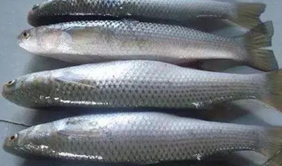 什么是馬鮫魚?孕婦可以吃馬鮫魚嗎?
