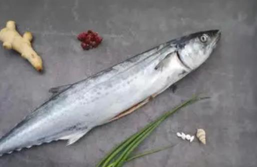 哪些人不宜吃馬鮫魚?吃馬鮫魚有哪些好處?
