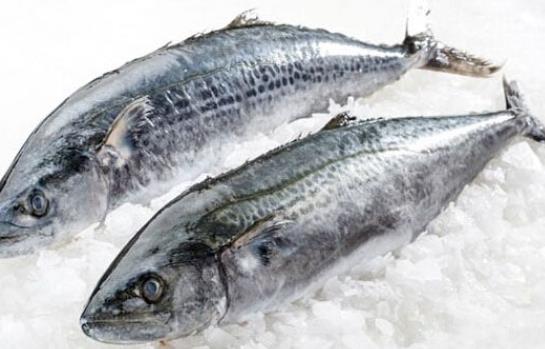 寶寶可以吃馬鮫魚嗎?吃馬鮫魚有哪些好處?