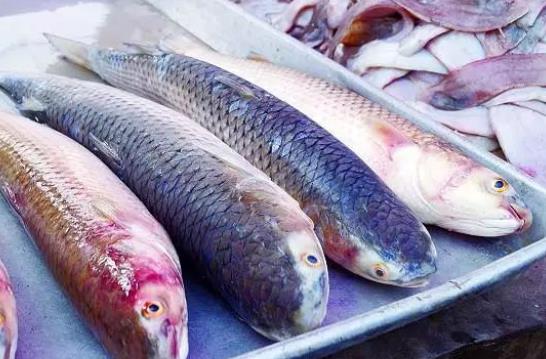 孕婦可以吃梭魚嗎?梭魚是海水魚還是淡水魚?