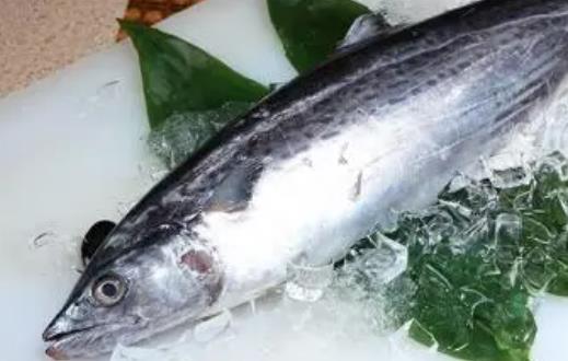 糖尿病患者可以吃馬鮫魚嗎?馬鮫魚有哪些營養(yǎng)價值?
