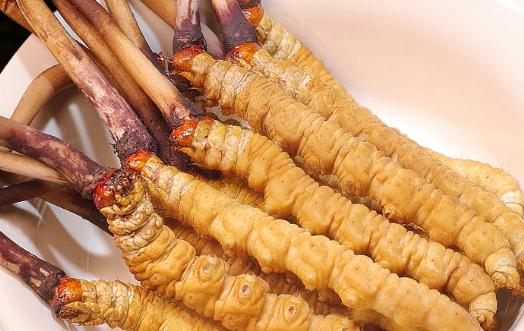 冬蟲夏草要連續(xù)吃多久 冬蟲夏草儲存應(yīng)該冷凍還是冷藏